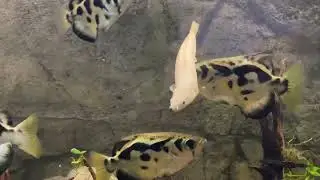Полиптерус сенегальский платина