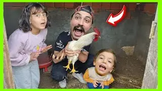 CİVCİVLERİMİZ BÜYÜDÜ ! TAVUK KÜMESİNDE 24 SAAT VLOG🐥