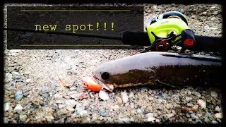 Casting Ikan Haruan Hujan After...@Snakehead Gabus...