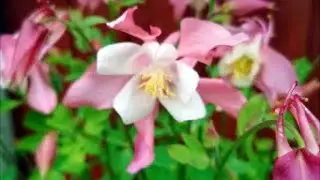 How to Grow Aquilegia From Seed