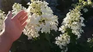 HYDRANGEA REVIEW - JULY 22.