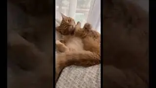 У меня есть демон в голове
