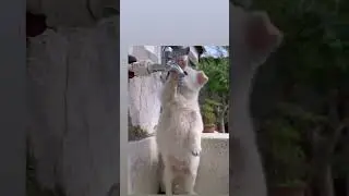 Dog cuteness #animallover #dog #shorts #youtubeshorts