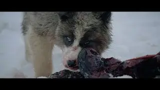 Geoffroy - Raised By Wolves (Official Video)