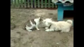 кот и собака