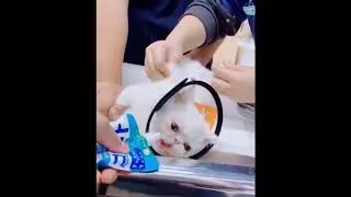 Мяустезия