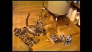 Cody & Cougar Cubs