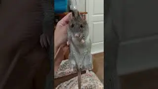Шкодные но очень любимые крыски 🥰