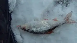1февраля 2021. На реке не глухозимье.