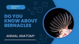 Do you know about bernacles ...Animal Anatomy ❗