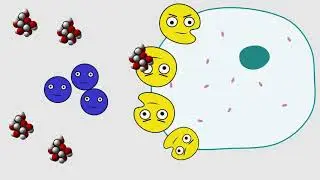 Коротко: об инсулине и сахаре