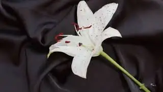 СЧАСТЛИВЫЙ СЛУЧАЙ. ИСПОЛНЯЕТ АВТОР МУЗЫКИ ВИКТОР КОРОВИН. АВТОР ТЕКСТА ЮРИЙ СОБОЛЬ 
