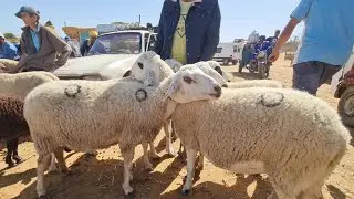 نعجة وحوالى فسوق أحد سبع عيون واد جديدة 2024/07/28
