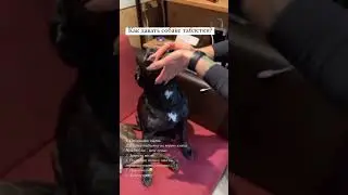 Как давать таблетки собаке #dog #dogs #дрессировка #кинолог #собака #staffordshire #bullterrier