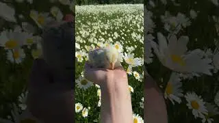 Birds sounds NCM