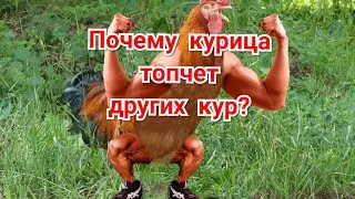 Курица Топчет Других Кур. Почему?