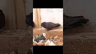 #pigeon 🇦🇲✌️