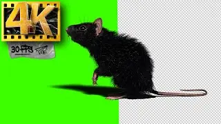 Green Screen Rat (part 2) | Mouse Walking - Footage 4K