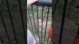 Тигры Сафари Парк п. Шкотово Приморский край