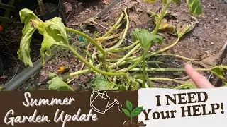 SUMMER GARDEN UPDATE  | GARDENING TROUBLESHOOTING | RAISED BEDS