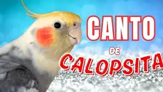 Canto de Calopsita  VIRALIZADO #calopsitas #calopsita