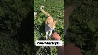 Cat junky #youtubeshorts #memes #youtube #viralvideo #viralshorts #trending #trendingshorts #love