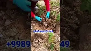 МАЛИНА КУЧАТЛАРИ АРЗОН БУЛДИ!