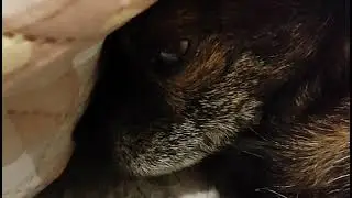 Марчика тоже"достала" жара!  Плохо себя чувствует.....🐕