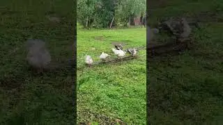 утки после дождя.
