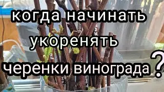 Виноград в марте 2024г. Когда укоренять черенки?