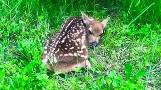I found a baby deer in my backyard!!!!