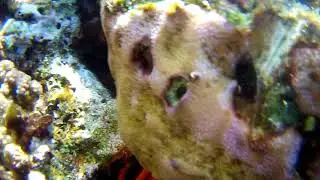 Красное море