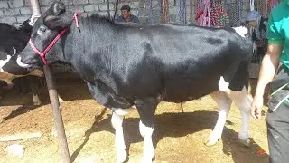ХУДЖАНД МОЛБОЗОРИ ХУЧАНД molbozor BOZOR 