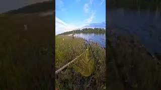 мешок щуки на невод. #рыбалка #fishing #рыба