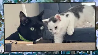 Foster Kitten Livestream (S11, E38) - Sep 10, 2024