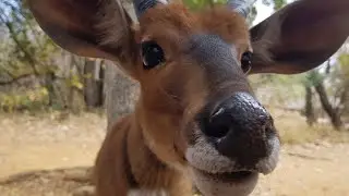 Watch this antelope eat out of my hand!