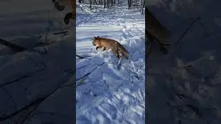 Лиса красавица #геологоразведка #мтлб #разведка #тайга #лисица