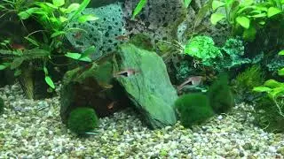 180l RIO JUWEL - inverts, community tank, natural plants