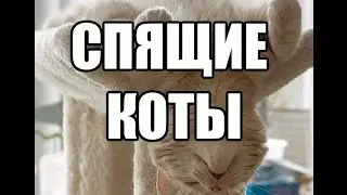 Спящие коты - ржака