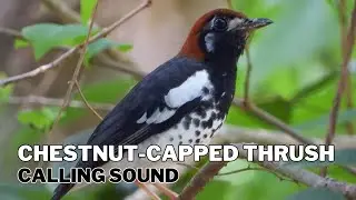 Chestnut Capped Thrush Calling Sound