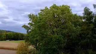 Звуки вітру/Sounds of the Wind
