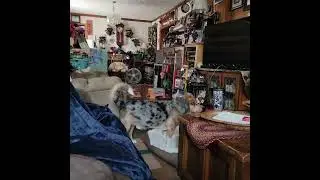 Oscar, the fly slayer