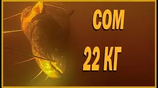 ТРОФЕЙНЫЙ СОМ ЗА 15 МИНУТ | ПОДВОДНАЯ ОХОТА 2021