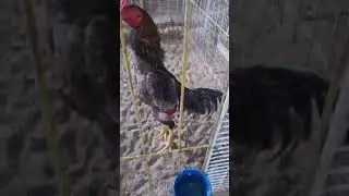 FRANGO DO PARCEIRO RONALDO GALISTA