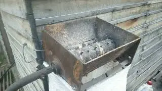 молка кедровой шишки