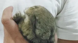 [LIVE] Cara Menyusui Bayi Kelinci