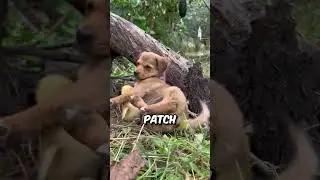 This puppy was caught sleeping on the job 😳 #shorts #animals #cutedog