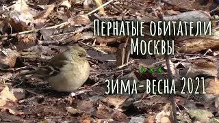Дневник наблюдений за птицами.
