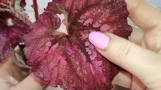 1 часть. Придумываем  имена для сеянцев!