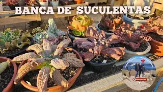 Mostrando minhas suculentas com carúnculas, jardim com suculentas #carunculas #jardim #plantas